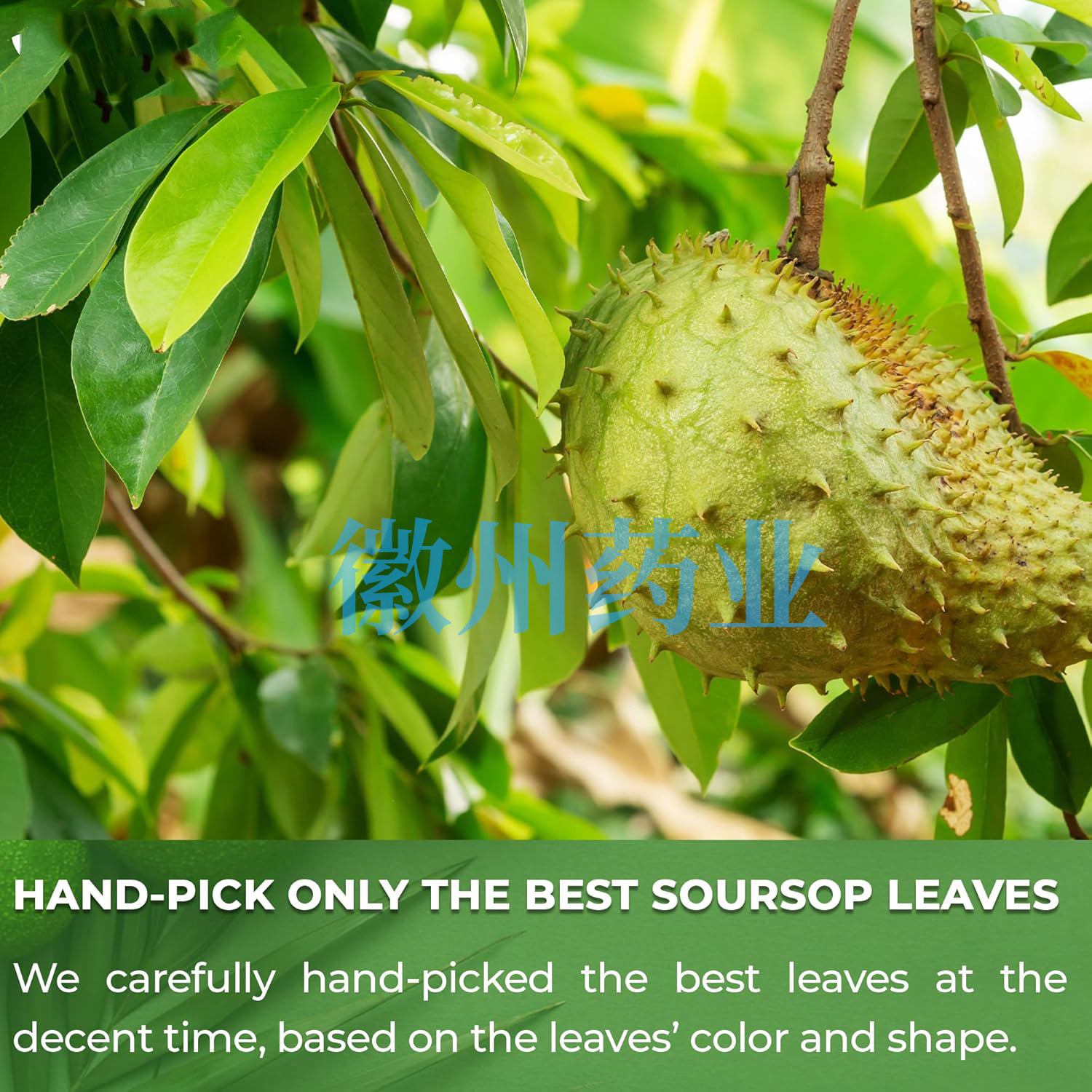 81Z+6YnJKVL._SL1500_