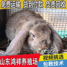 �����ú��Bֳ��ɽ�|���������Bֳ���F؛���N���|���������ð��ɻ�