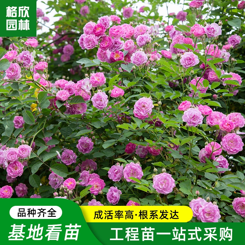 Вьющиеся розы Виноградная Роза Морозостойкая Роза Рассада в горшках Садовые растения Цветочная живописная зона Балкон Моделирование Арка Роза