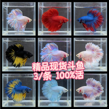 �ֻ���������β̩�������������»�ɫʨ����β������̯һ������