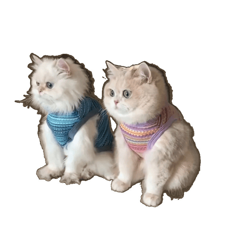 Cute ropa de gato de verano delgada hueco chaleco de tejido de color con hebilla de tracción muñeca gato chaleco de oro