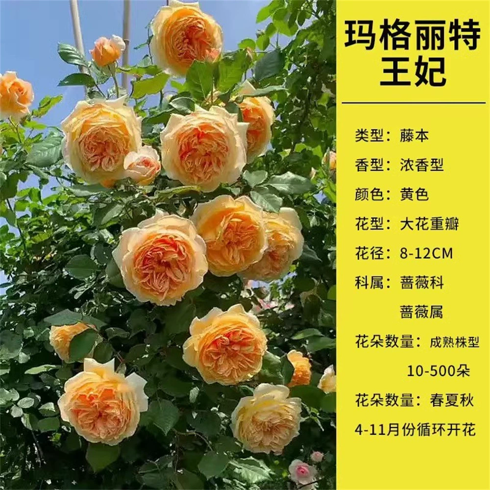 Элегантный цветок розы Рассада Четыре сезонных Цветущие кустарники Лучжоу Ароматный срез Цветок розы Балкон Цветы в горшках Посадка