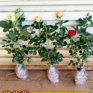 õ�廨�绨�����Դ��¼��ļ��������҃����̨�^���Gֲ���Nޱ��