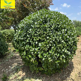 春熙苗木供应1米1.2米1.5米卫矛球 工程绿化球 庭院绿篱色块球