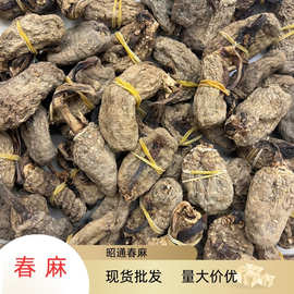 云南特产昭通天麻500g春麻散装现货专业批发乌春麻量大价优