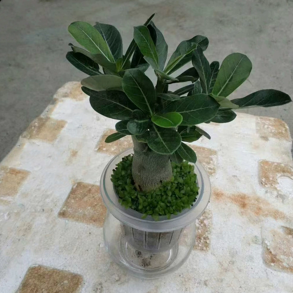 Гидропоника пустыня Роза цветок растение гостиная балкон комната офис горшок настольное растение