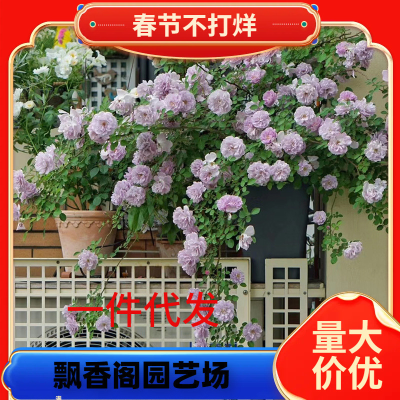 一件代发天狼月季0.8升盆蓝色阴雨龙沙宝石植物盆栽玫瑰庭院绿植