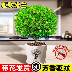 Perfume Milan Flower Potted Florals and Green Plants Indoor Old Stump with Buds Blooming in All Seasons Easy to Grow Balcony Plant Saplings