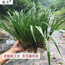 水石菖蒲水培植物沼泽过滤草养鱼龟缸盆栽造景挺吸水耐绿植花