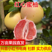 产地直发红心蜜柚三红柚新鲜水果柚子红肉蜜柚中秋礼盒一件代发