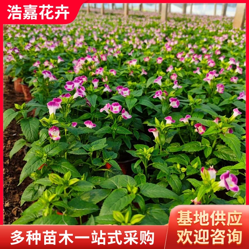 Летние рассада цветов в горшках, рассада паркового ландшафтного дизайна, клумбы, море цветов, сезонные цветы, летняя рассада цветов.