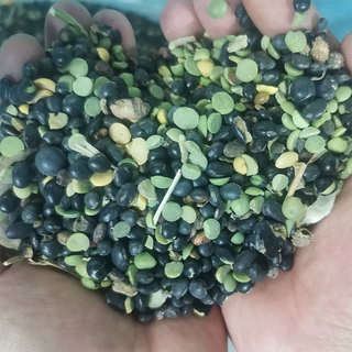 定制东北色选黑豆脱皮机次品黑豆脱皮抛光机