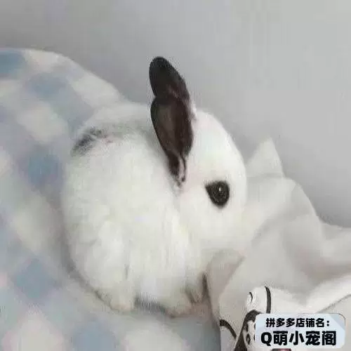 Маленький милый кролик, чашка чая, питомец