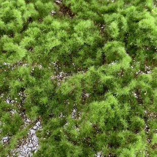 Green Plant Turf Landscape Decoration Artificial Wall Lawn Turf Moss Material Moss Micro Artificial Background Layout