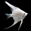 8cm snow swallow fairy fish 1 pair