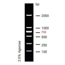 M1060  D2000 DNA Ladder ��֬�����z�Ӿ DNA �l������ ֱ���Ӿ