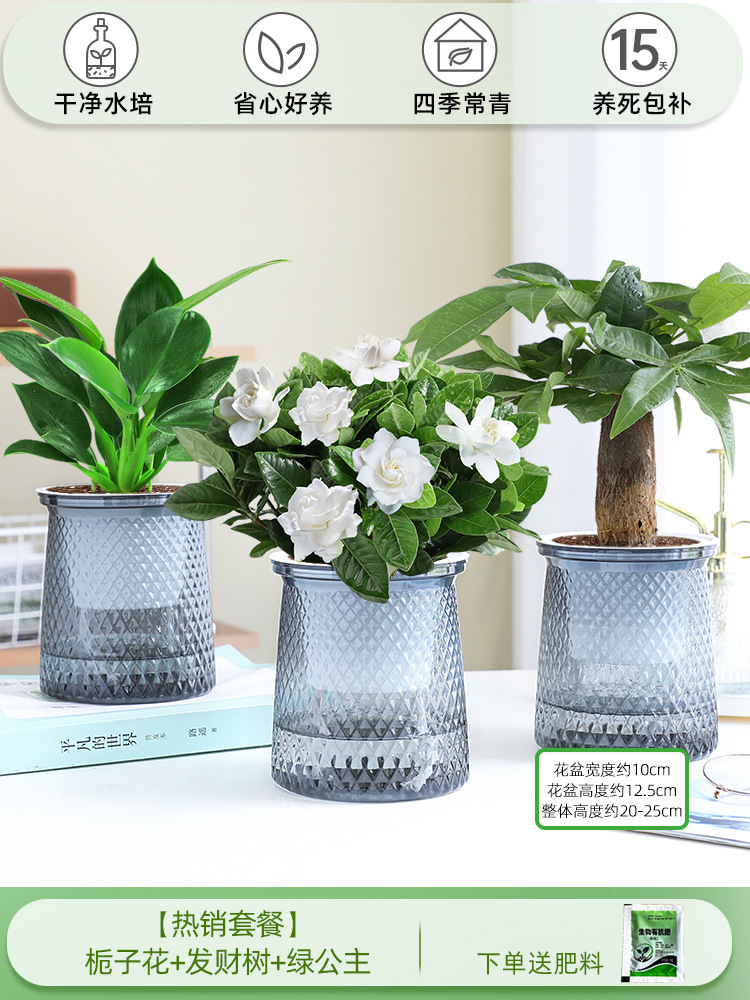 [인기 패키지] 치자나무 + 머니트리 + 그린 프린세스