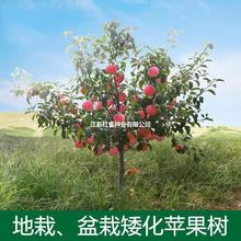 苹果树果苗南方北方种植苹果树苗嫁接红富士冰糖心盆栽地载小树苗