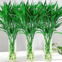 批发富贵竹水培植物 盆栽绿植花卉室内花客厅 招财水养绿萝转运竹