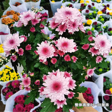 菊花盆栽带花苞大花苗九月菊千头菊耐寒好养四季开花室内花卉植物