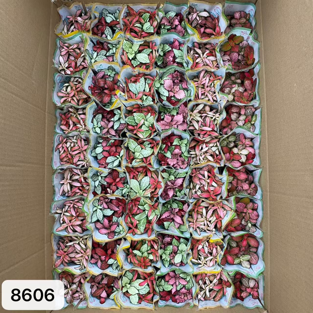 8606  大箱網紋草混裝54盆