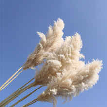 跨境大芦苇公干花大蒲苇婚庆家居软装花束雄厂家现货批发干花束