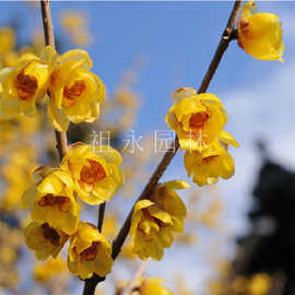 腊梅花苗嫁接梅花树苗庭院观赏盆栽浓香型花卉盆景冬季耐寒植物