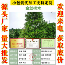 金丝楠木种子 四川金丝楠树籽 小叶桢楠 楠木树种子 金丝南木种子