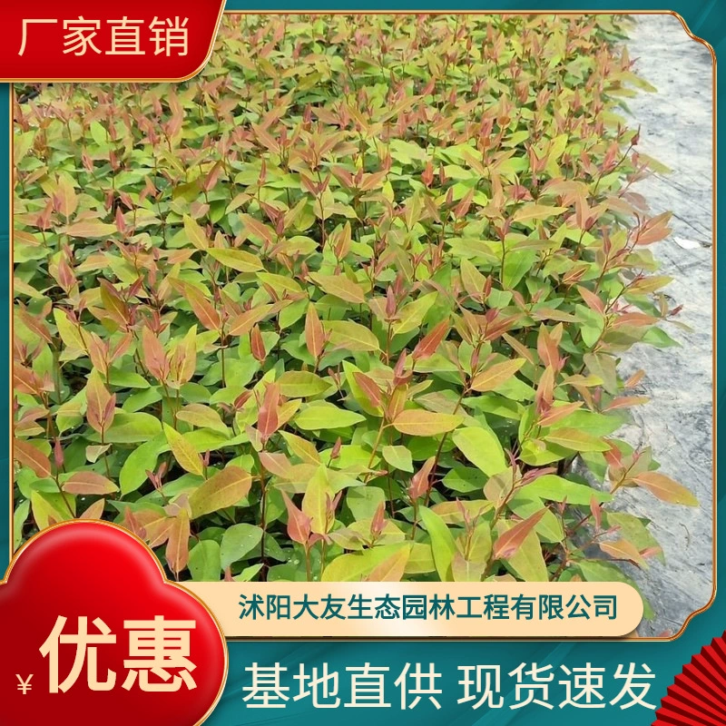 Оптовая Продажа с фабрики саженцы эвкалипта озеленение саженцев в наличии озеленение саженцы инженерные саженцы облесение саженцы