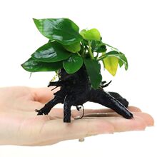 �~��ˮ�����쾰ˮ�ų�ľ���wˮ�ݵ�ˮ�o��ֲ��󾰌m͢��G��