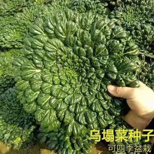 ���Ğ������˷N�Ӹ��}�����߲��B�Ĳ˺ڰײ˷N���ļ����N�r���׷N