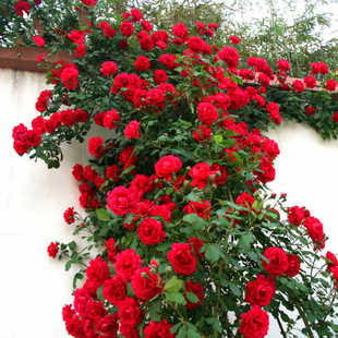 Four Seasons Sowing Rose Seeds Climbing Vines Rose Roses Bloom Continuously Climbing Walls and Climbing Courtyard Indoor Flower Pots