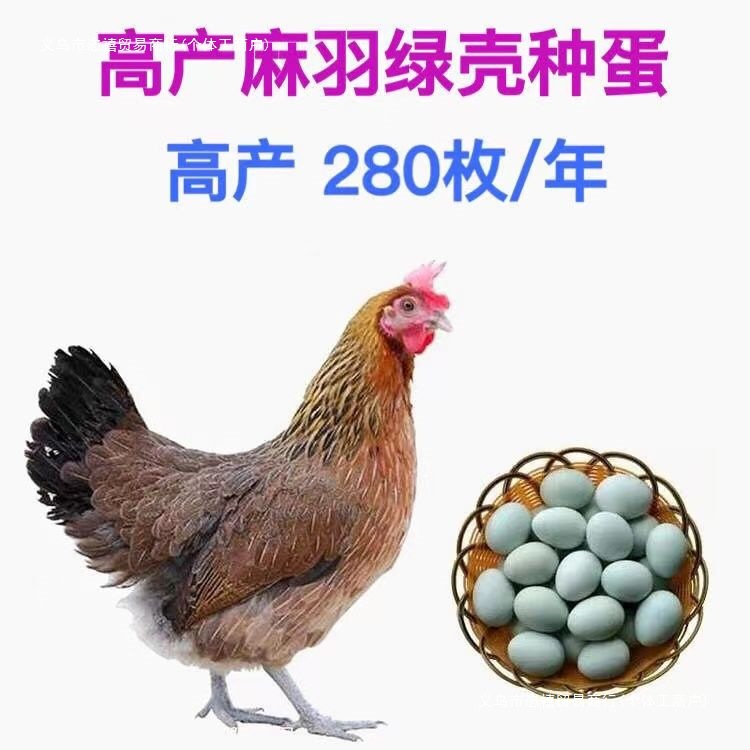 年产【280-300】枚蛋麻羽绿壳鸡种蛋受精蛋可孵化土鸡蛋受精种蛋