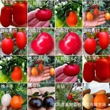 �����ӷN�� ���f���N�� �uѪ�t ���� ���J�� �˅��� ����ֲ��N��