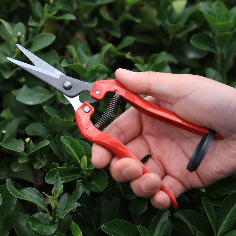 Fábrica de tijeras de corte de frutas delgadas de acero inoxidable tijeras de recoger ramas de árboles frutales tijeras de jardinería bonsai tijeras