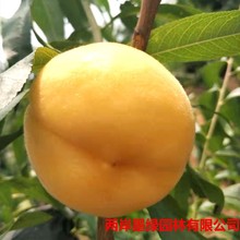 基地批发早熟黄桃苗 黄金蜜1号桃树苗 黄桃树苗 自花授粉树苗
