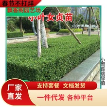 С~Ůؑ~Ůؑt~ʯ骶ೣGֲͥԺGhhʾG