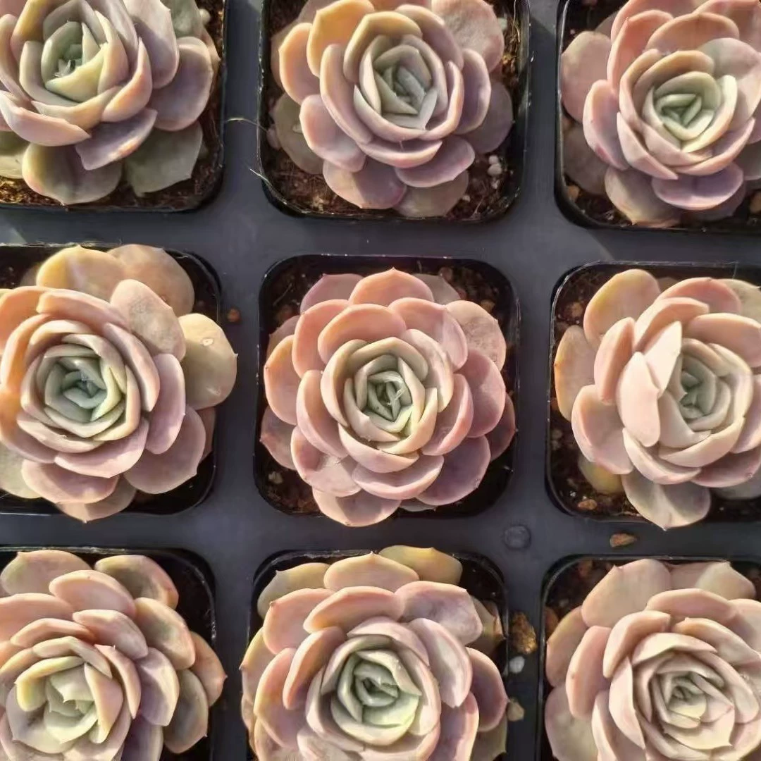 Синий сюрприз 6,5 см горшок Реальный выстрел луна 3-5 см суккулентные растения