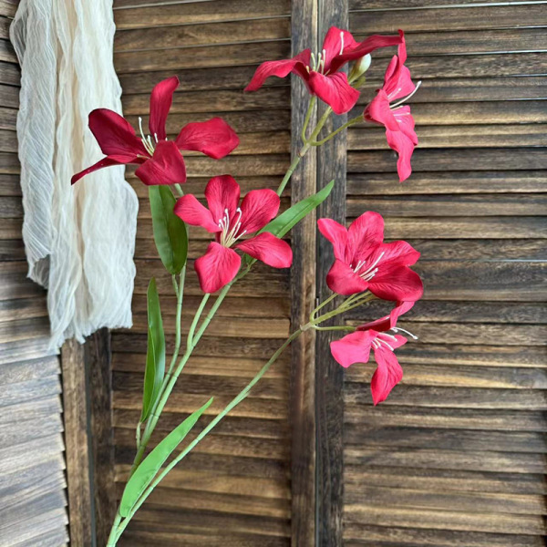 불꽃 난초-레드