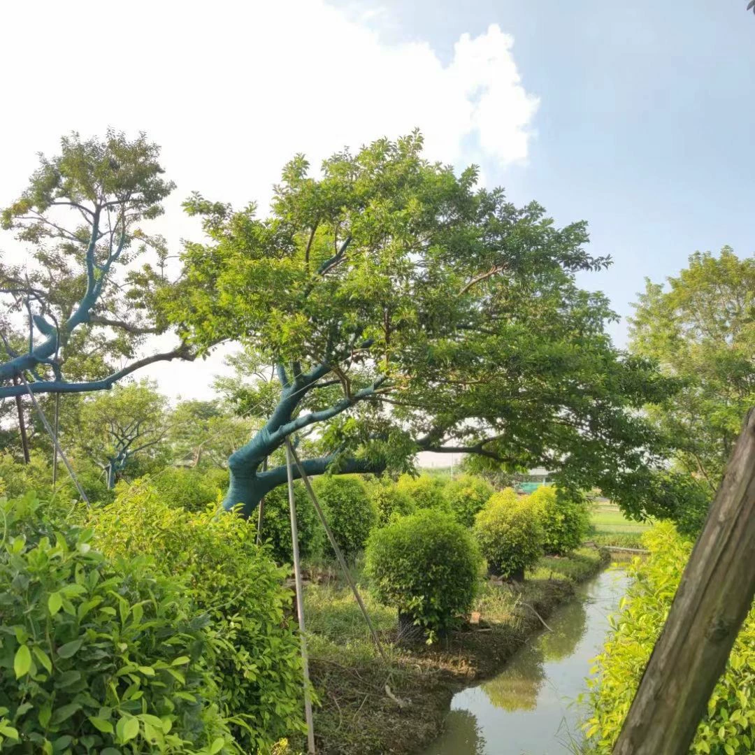 230201 база поставляет форму наклонного железного падуба, высота 30 см, высота 4 метра, длина 5 метров