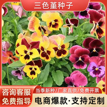 ɫNӾ^GNļͥԺ׻̨҃Ԉ@ˇ