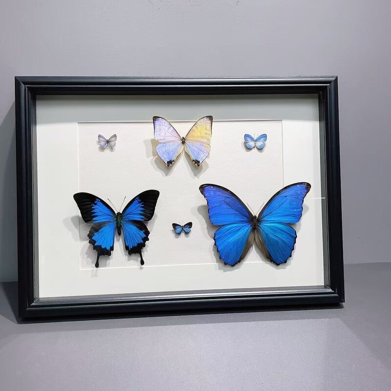 Large-sized butterfly specimen frame, glass three-dimensional hollow insect shell wall-mounted display frame, custom-made decoration