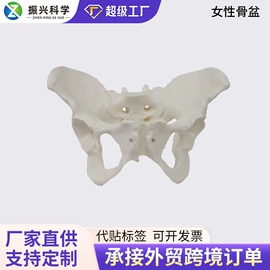 医药教学器材;教学演示用品