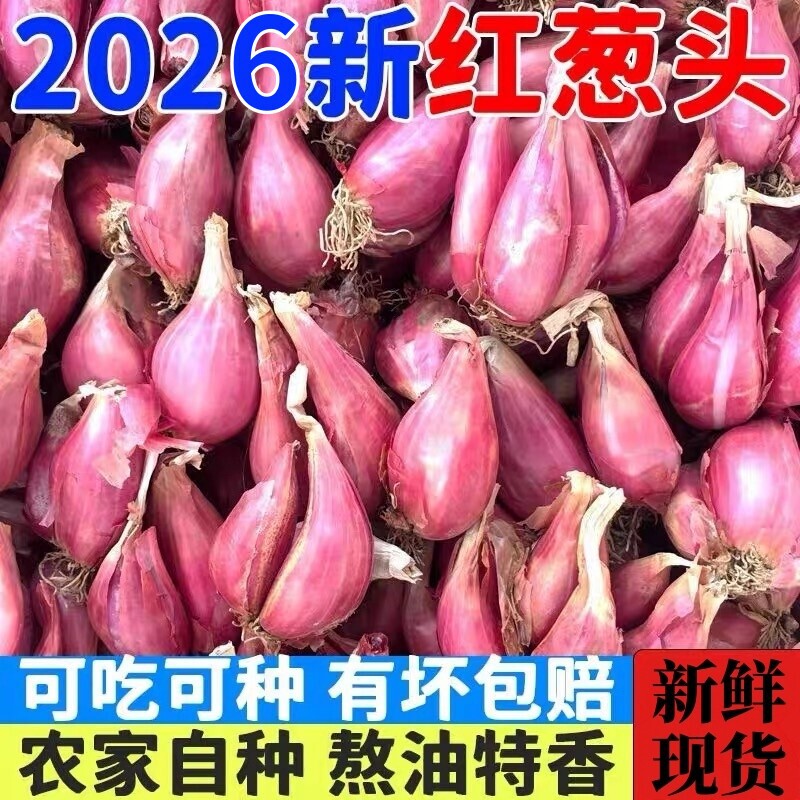 Onion Seeds, Red Onion Seeds, Four-Season Small Fragrant Onion Seeds, Vegetable Seeds, Local Red Onion Seeds, Wholesale