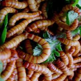 黄粉虫种虫卵养殖黄粉虫种苗鲜活面包虫虫卵活虫养殖宠物饲料活的