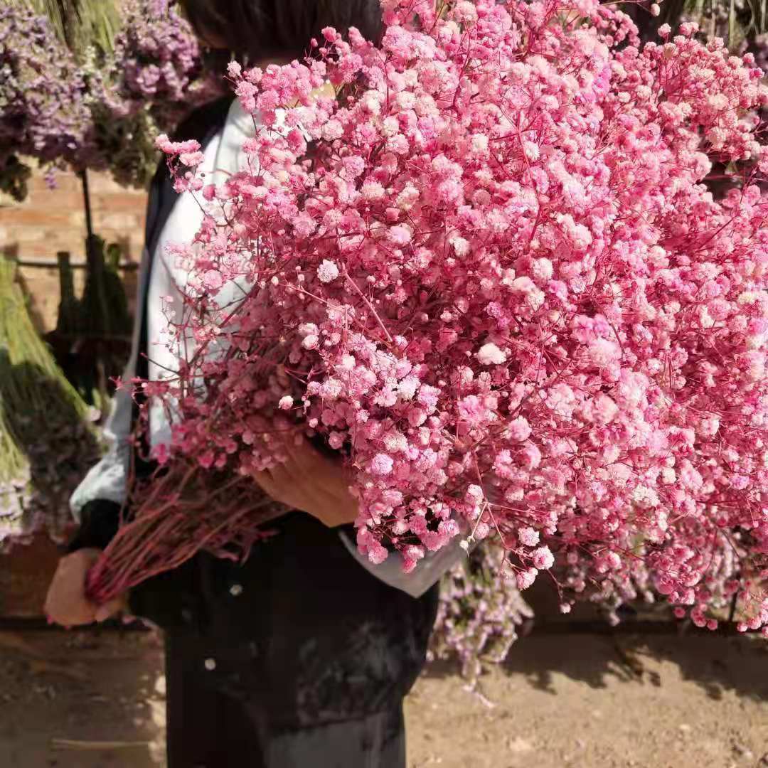 满天星永生干花花束真花云南超大束家用客厅装饰摆件花生日
