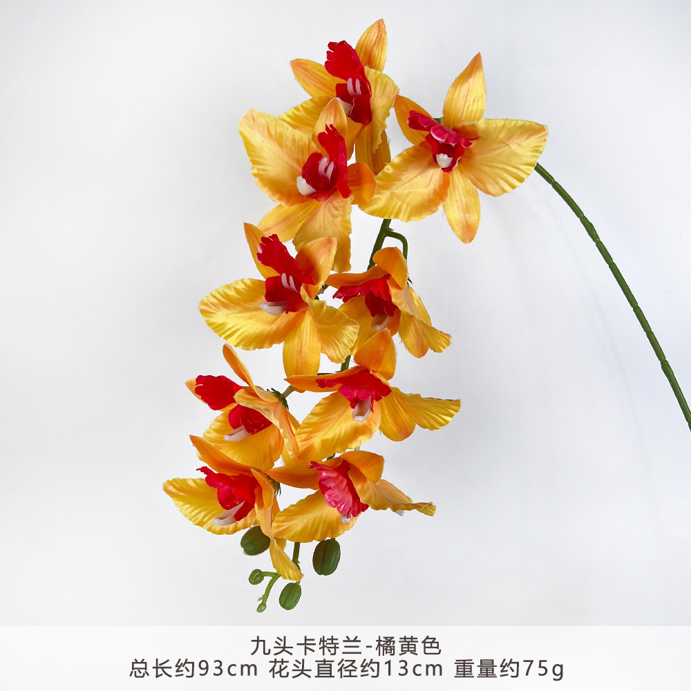 XGX-Cattleya-Orange chín đầu