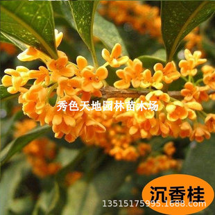 �޽ӹ𻨘���������ͳ�������ļ������_�������ϱ����NֲС��