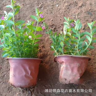 Gypsophila Gypsophila Plug Seedlings, High-Quality Perennial Flowers and Plants, Supply Park Flowers, Sea Flower Mirrors, Landscaping Plants