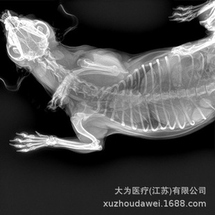 Wuhan Animal DR Image Animal x -Ray Photography System System Animal DR Examination